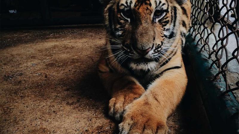 Featured image for Clawseo Net article