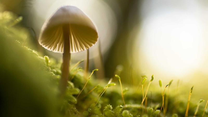 Featured image for Clawseo Net article