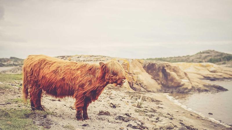 Featured image for Clawseo Net article