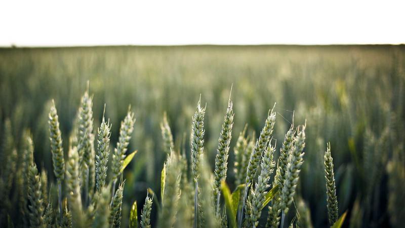 Featured image for Clawseo Net article